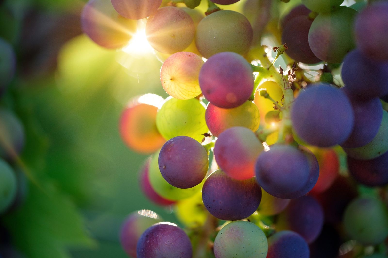 Uvas en envero a contraluz